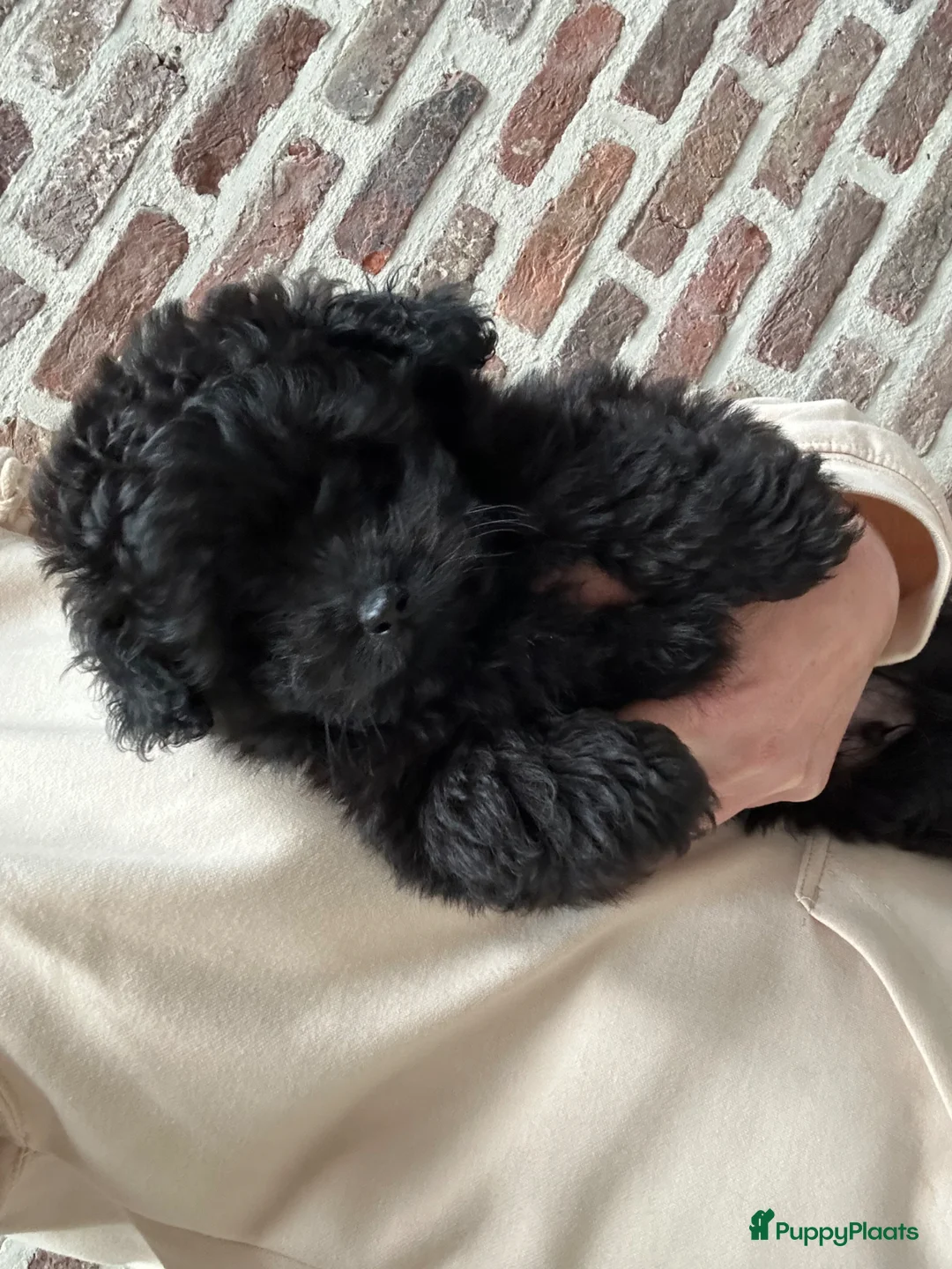 Kruising honden te koop: Mini doodle reu - Advertentie 13