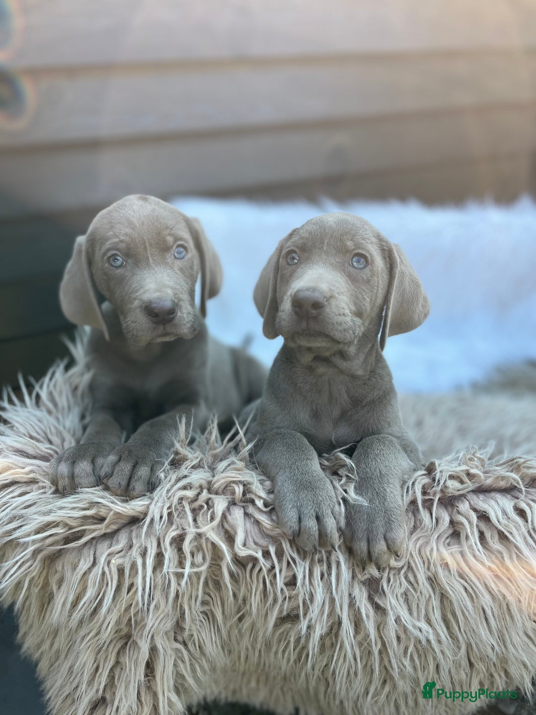 Kruising honden te koop: Labmaraner pups - Advertentie 3