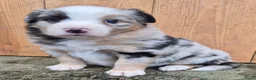 Kruising honden te koop: Australian shepherd x berner sennen (1/4) pups - Advertentie 19