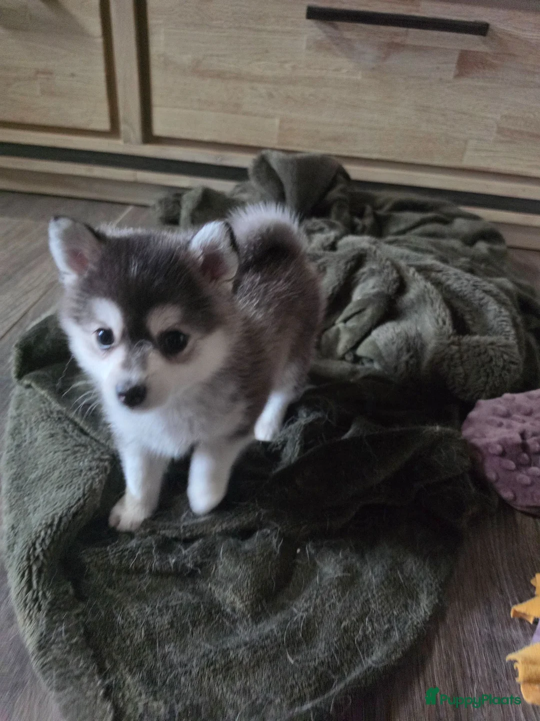 Pomsky honden te koop: Pomsky  - Advertentie 2