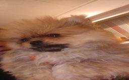 Pomeriaan honden te koop: Bearface pomeriaan  in Houten - Afbeelding 2