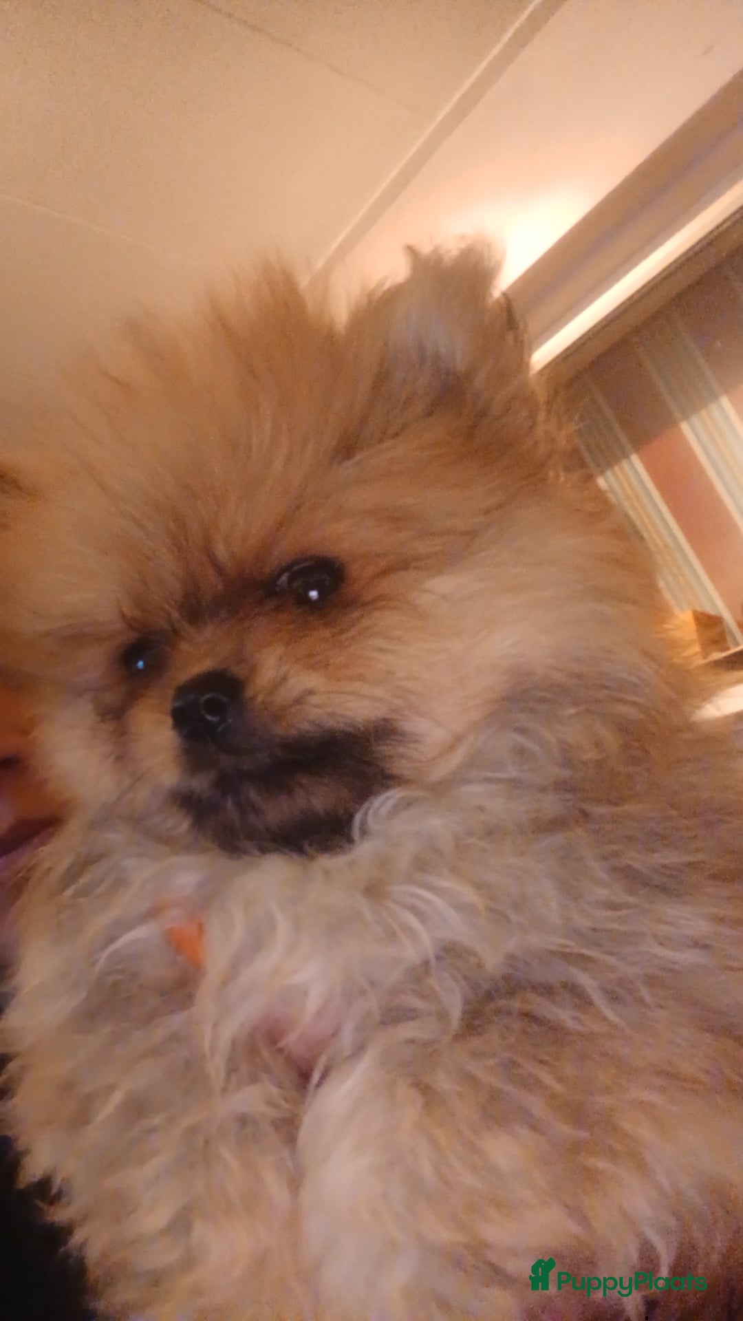Pomeriaan honden te koop: Bearface pomeriaan  in Houten - Afbeelding 2