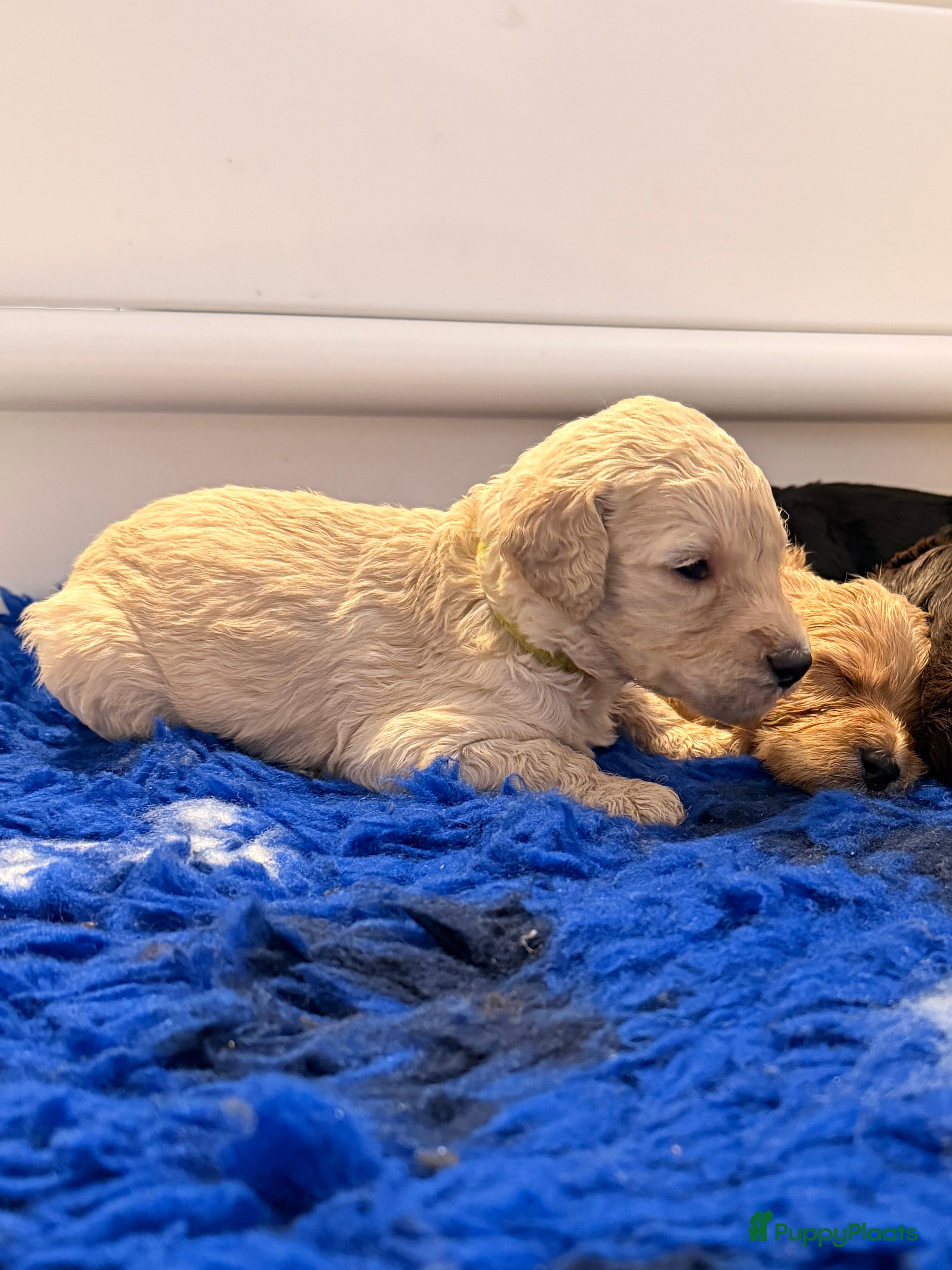 Kruising honden Goldendoodle/labradoodle  - Advertentie 11
