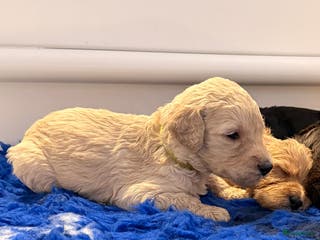 Kruising honden Goldendoodle/labradoodle - Advertentie 11