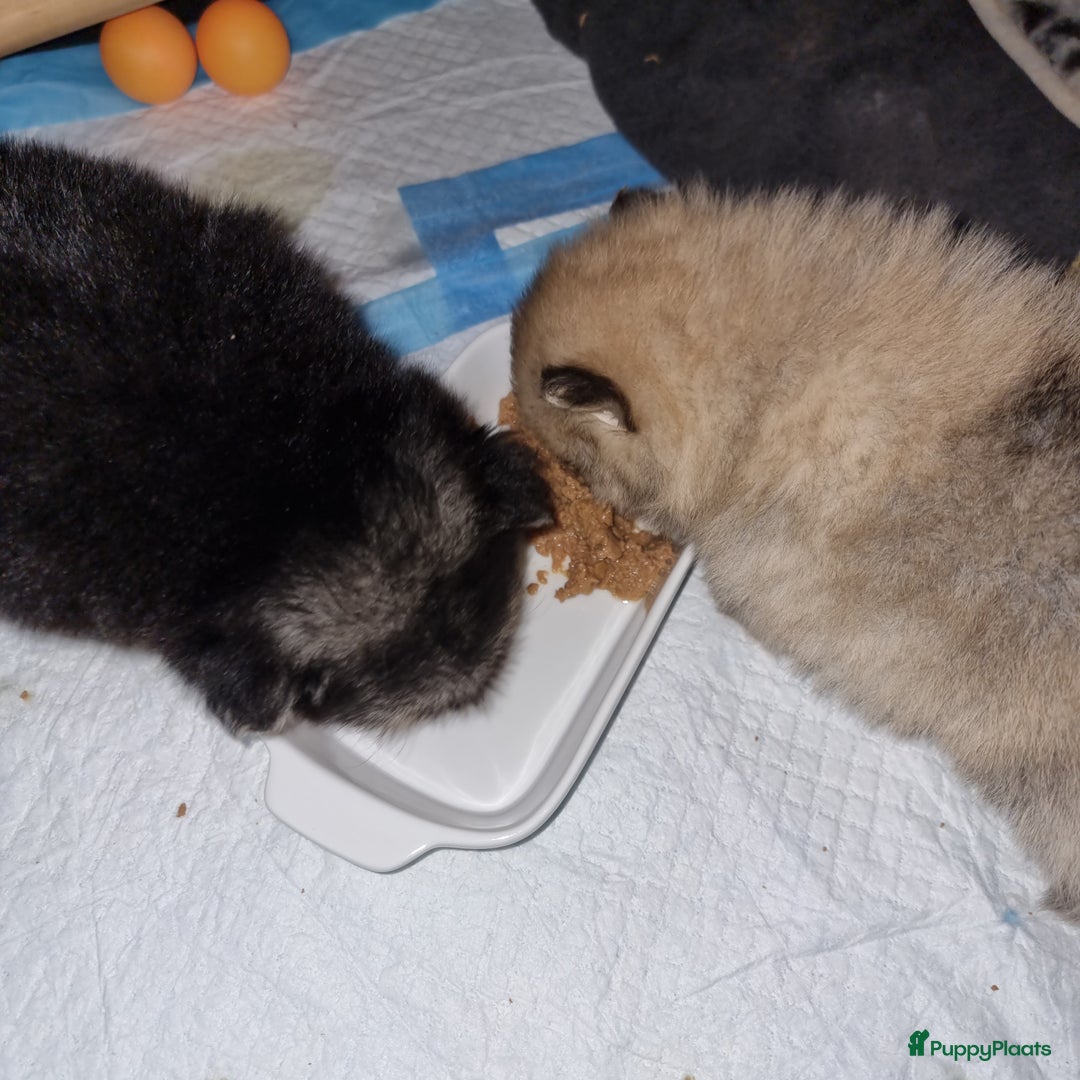 Pomeriaan honden te koop: Nederlandse Dwergkees/Pomeranian pups  - Afbeelding 11