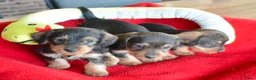 Kruising honden te koop: Supermooie teckel pups - Advertentie 10