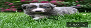 Australian Shepherd reu 3