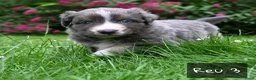 Australian Shepherd honden te koop: Australian Shepherd pups - Advertentie 24