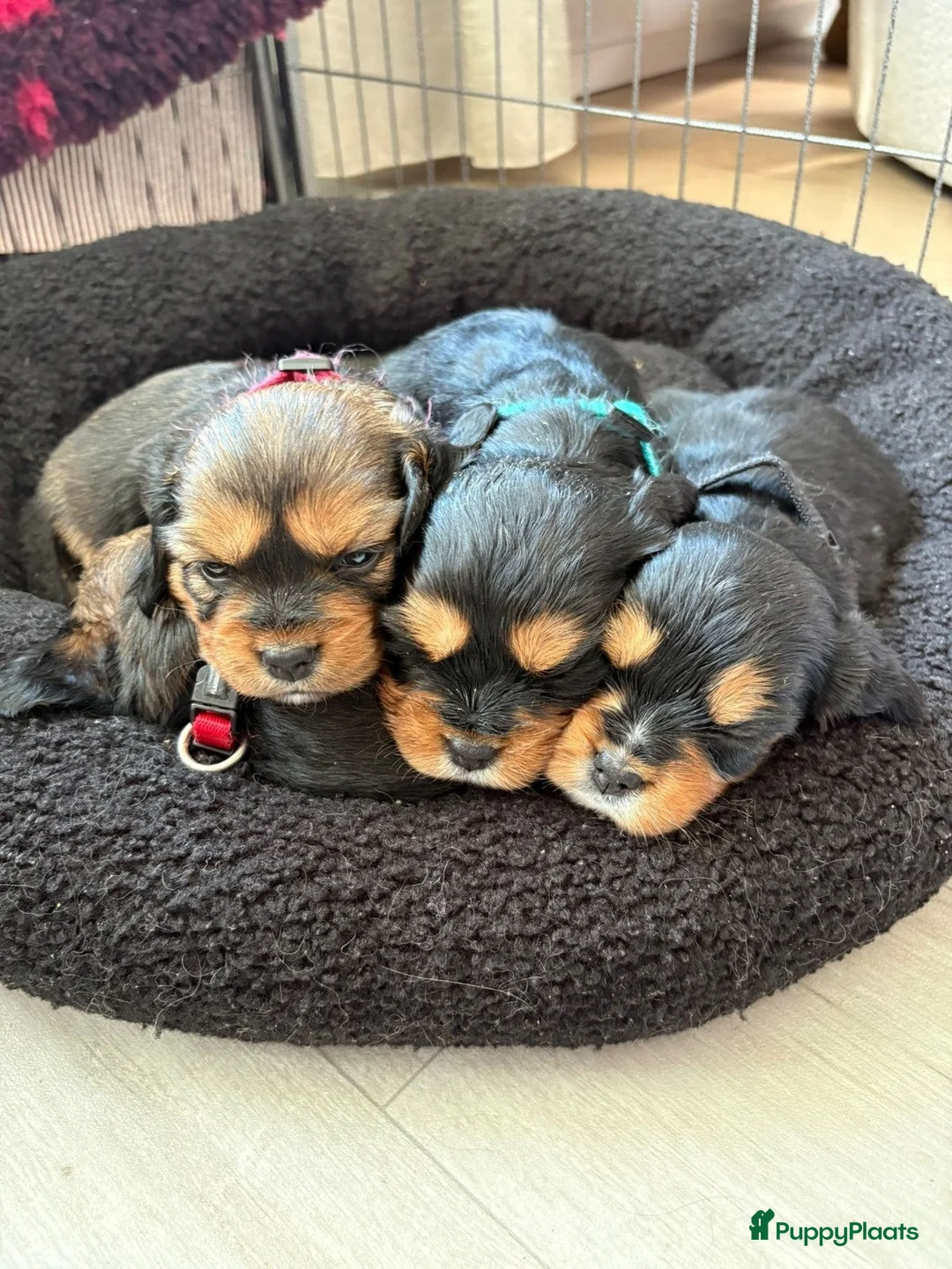 Kruising honden te koop: Cavelier/kooiker pups  in Boijl - Advertentie 5