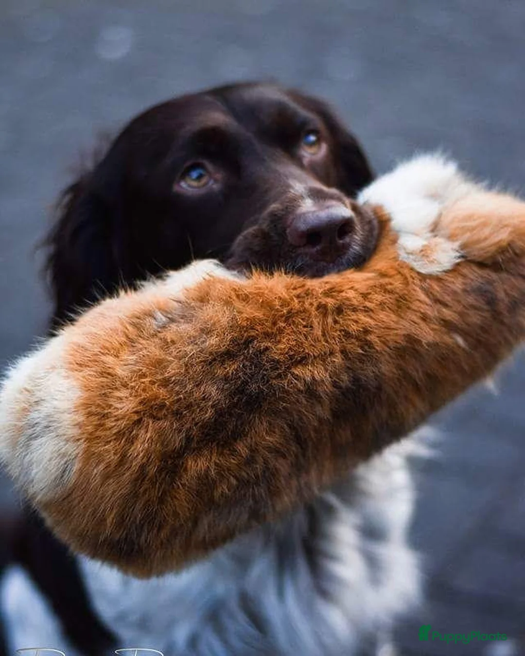 Engelse Springer Spaniel honden te koop: Engelse Springer Spaniël pups - Advertentie 22