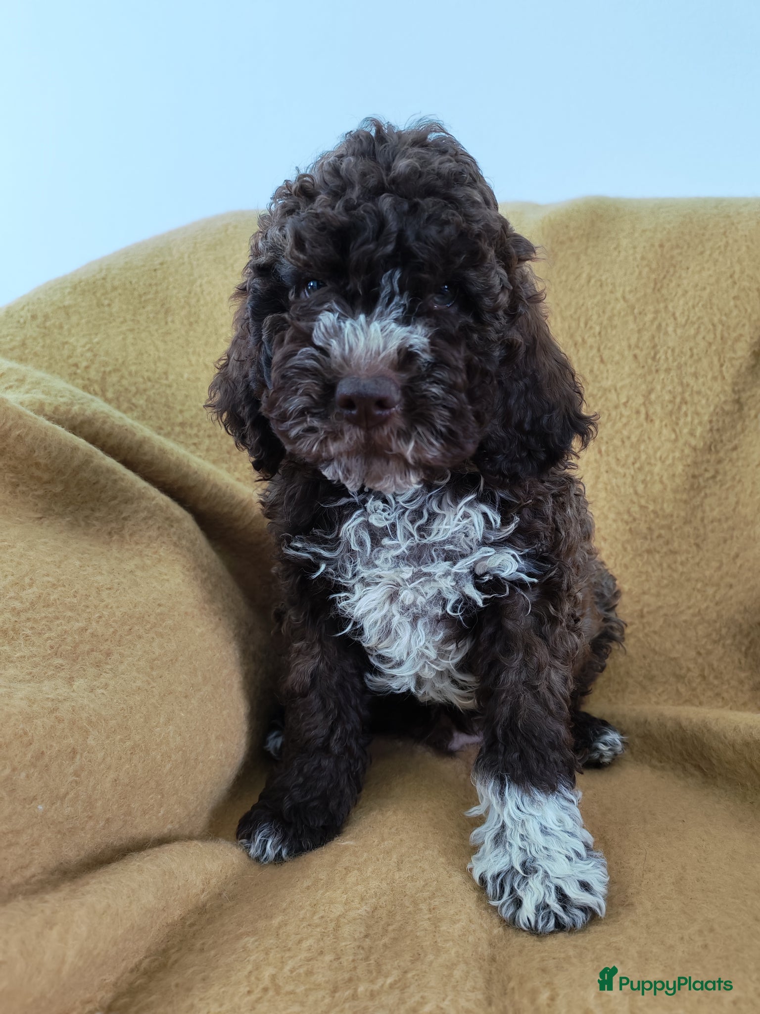 Lagotto Romagnolo honden Lagotto Romagnolo pups - Advertentie 1