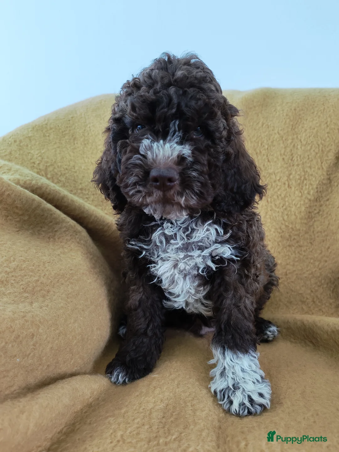 Lagotto Romagnolo honden te koop: Lagotto Romagnolo pups in Berkel en Rodenrijs - Advertentie 1