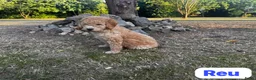 Australian Labradoodle honden te koop: Australian Labradoodles - Advertentie 2