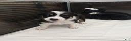 Border Collie honden te koop: Prachtige bordercolliepups met Isds stamboom - Advertentie 11