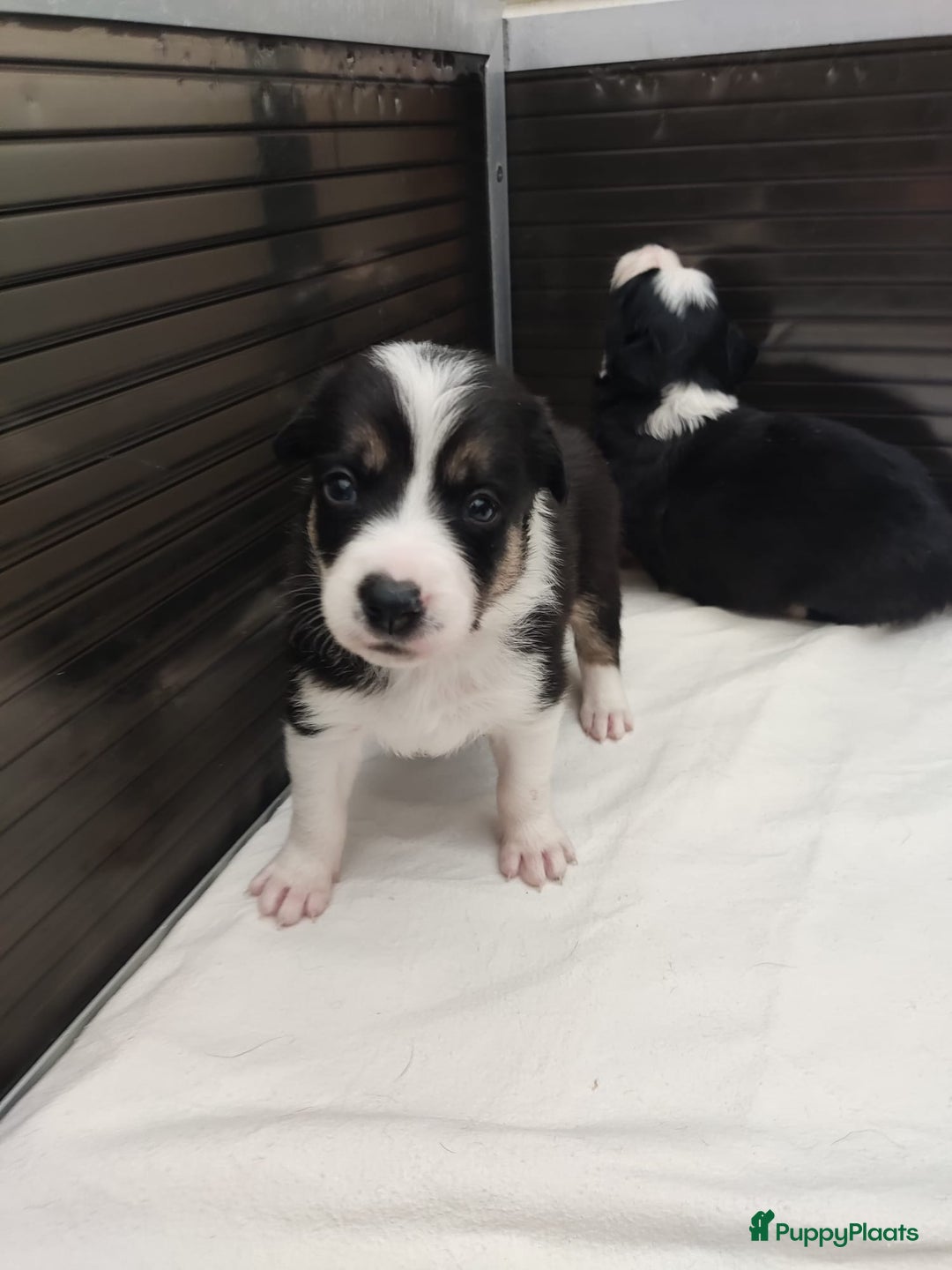 Border Collie honden te koop: Prachtige bordercolliepups met Isds stamboom - Advertentie 11