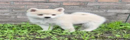 Kruising honden te koop: Pomsky pups (1/4 Shiba inu) - Advertentie 12