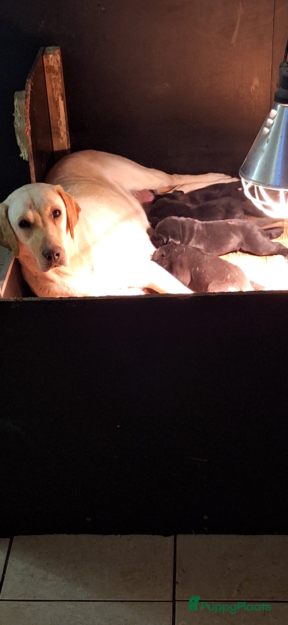 Labrador Retriever honden Zwarte labrador pups beiden ouders gescreend - Advertentie 1