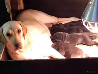 Labrador Retriever honden Zwarte labrador pups beiden ouders gescreend - Advertentie 1
