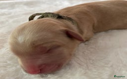 Australian Labradoodle honden te koop: Australian Labradoodle pups in Strijen - Afbeelding 16