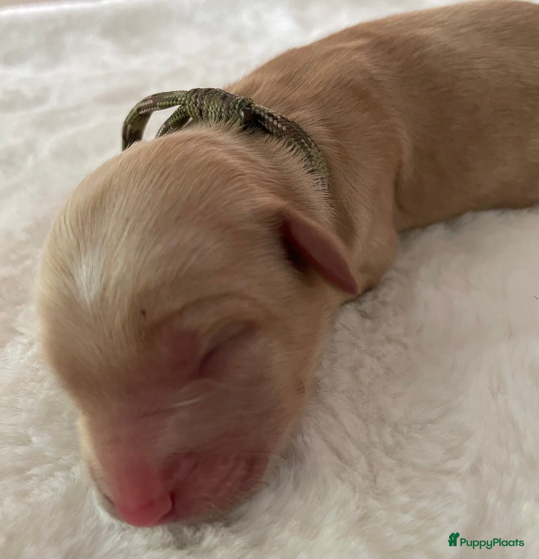 Australian Labradoodle honden te koop: Australian Labradoodle pups in Strijen - Afbeelding 16
