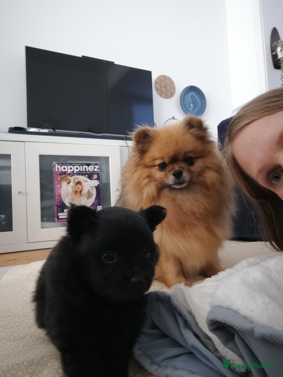 Pomeriaan honden te koop: Speels & Lief Pomeriaan Reutje en Teefje! - Advertentie 8