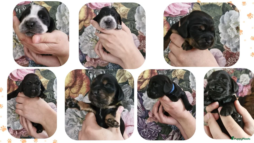 Engelse Cocker Spaniel honden te koop: Cocker Spaniel pups in Zeewolde - Advertentie 11