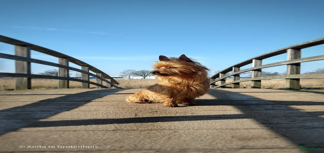 Galerij afbeelding {{count}}