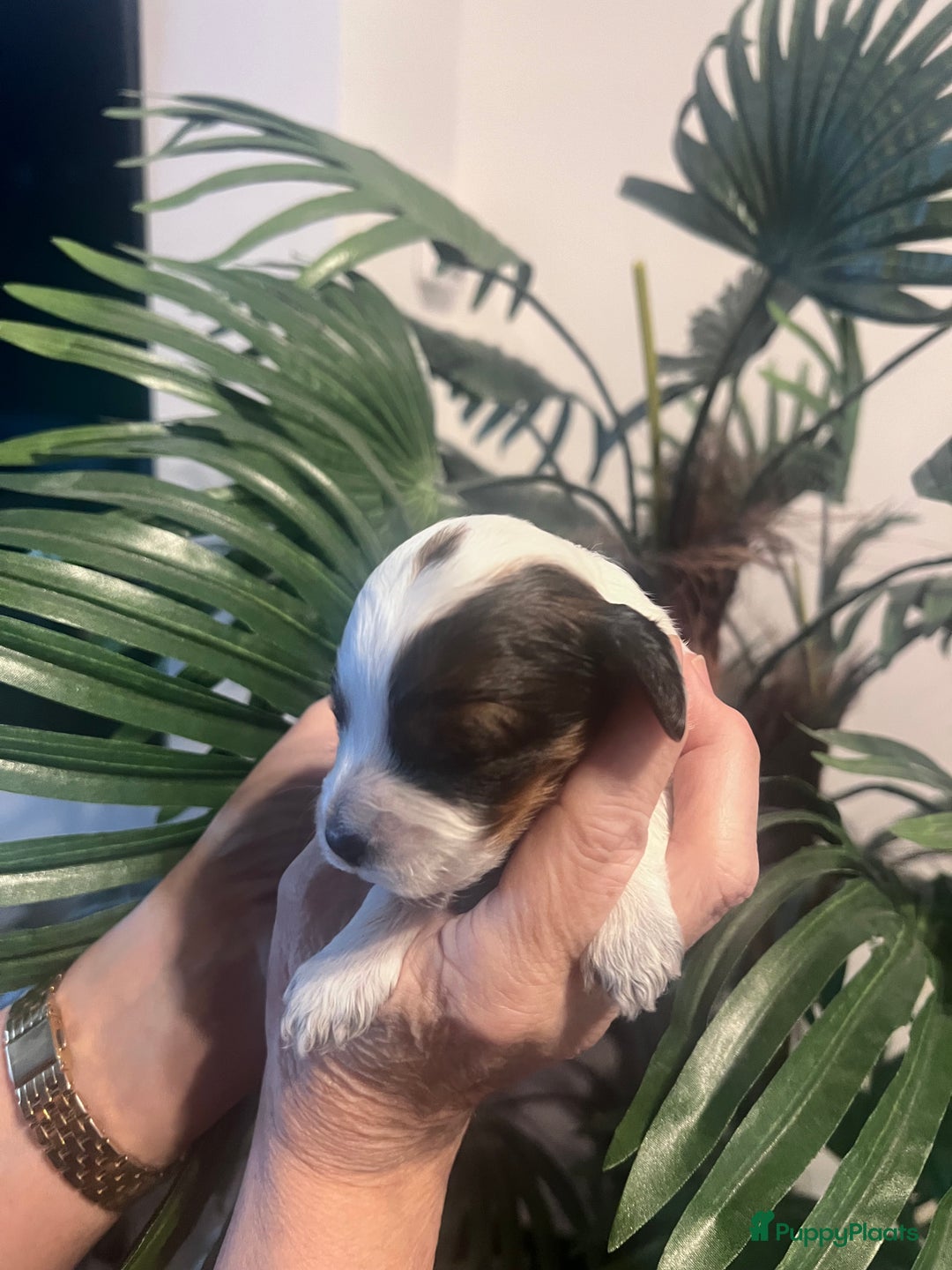 Cockapoo honden te koop: Cockapoo pups geboren  - Advertentie 19
