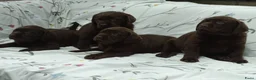 Labrador Retriever honden te koop: Labrador pups ouders met stamboom - Advertentie 2