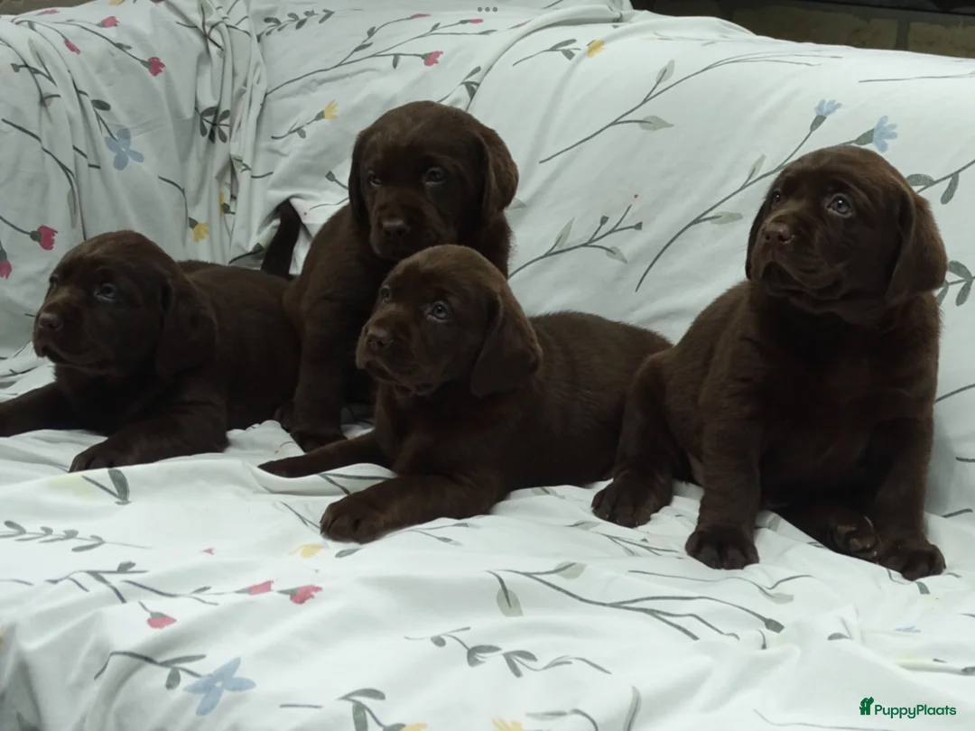 Labrador Retriever honden te koop: Labrador pups ouders met stamboom - Advertentie 2