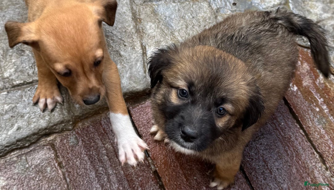 Kruising honden ter adoptie: jongen Eliot  zoekt een gouden mandje  - Advertentie 10