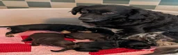 Kruising honden te koop: Kr .engelsecockerspaniel pups  - Advertentie 10