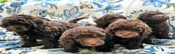 Labradoodle honden te koop: Labradoodle pups - Advertentie 2