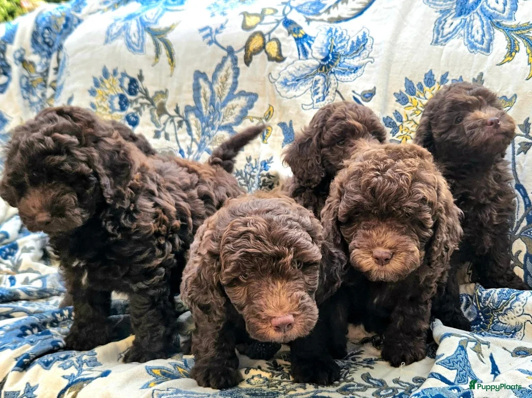 Labradoodle honden te koop: Labradoodle pups - Advertentie 2