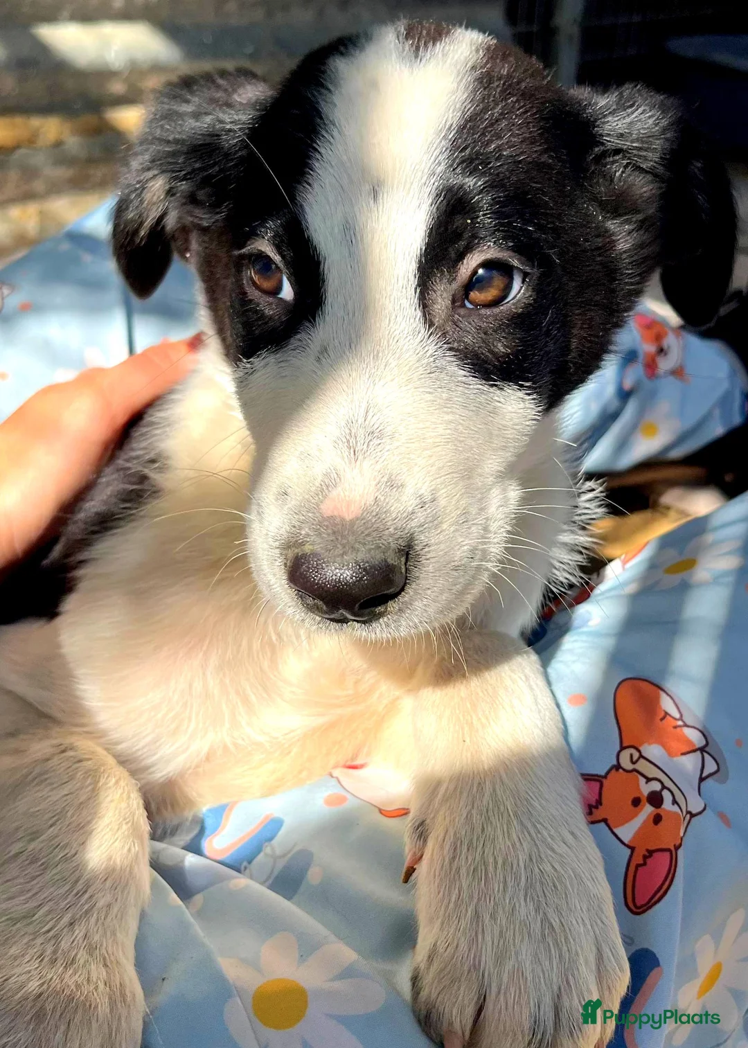 Kruising honden ter adoptie: Dimmy wat een schatje zoekt een baasje  - Advertentie 6