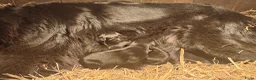 Kruising honden te koop: Kruising pups in Ljussens - Advertentie 3