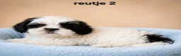 Boomer honden te koop: Mooie gezonde boomer pups. Maltezer maal shih tzu - Advertentie 9