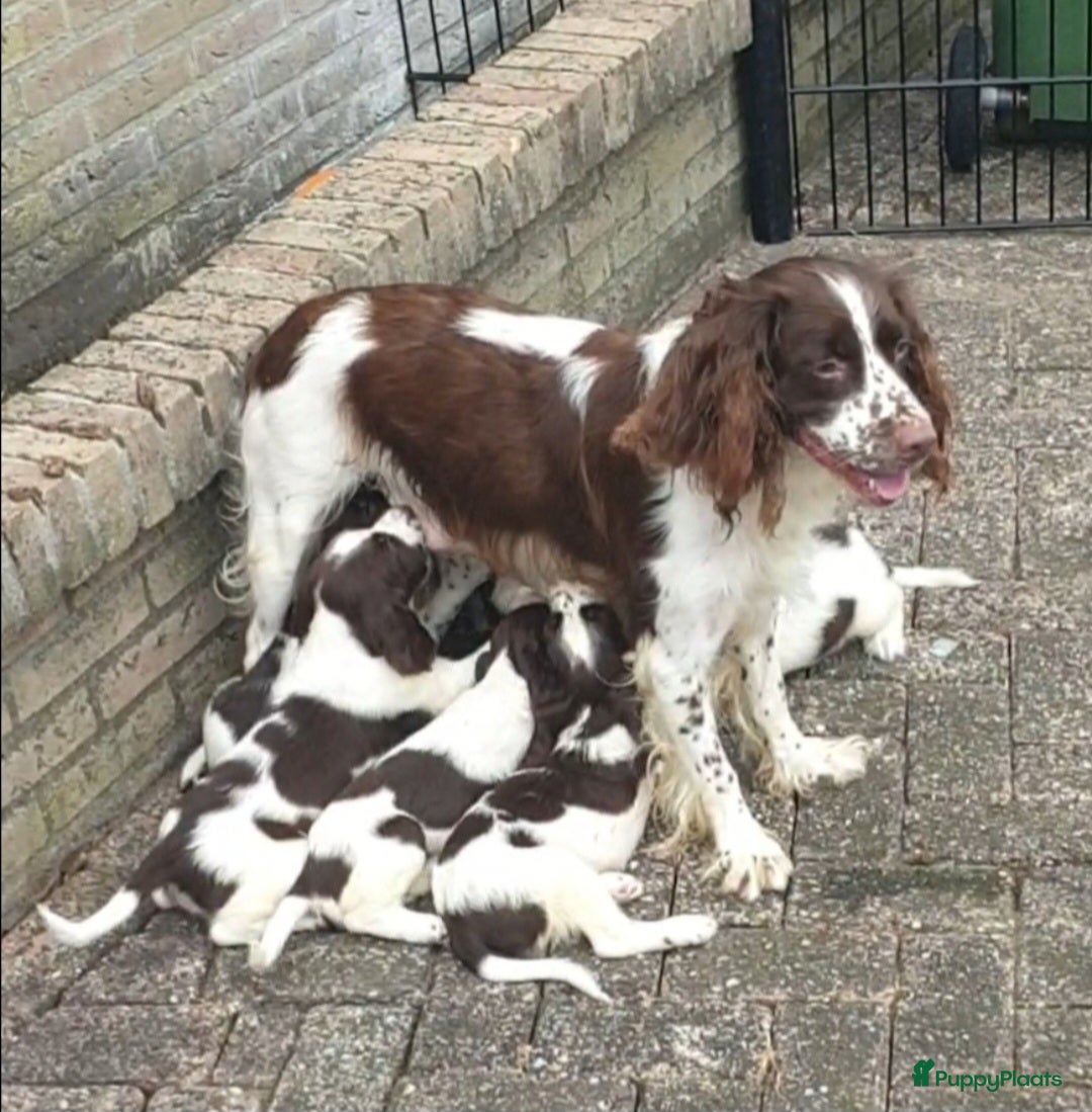 Engelse Springer Spaniel honden Raszuivere Engelse springer spaniel pups  - Advertentie 1