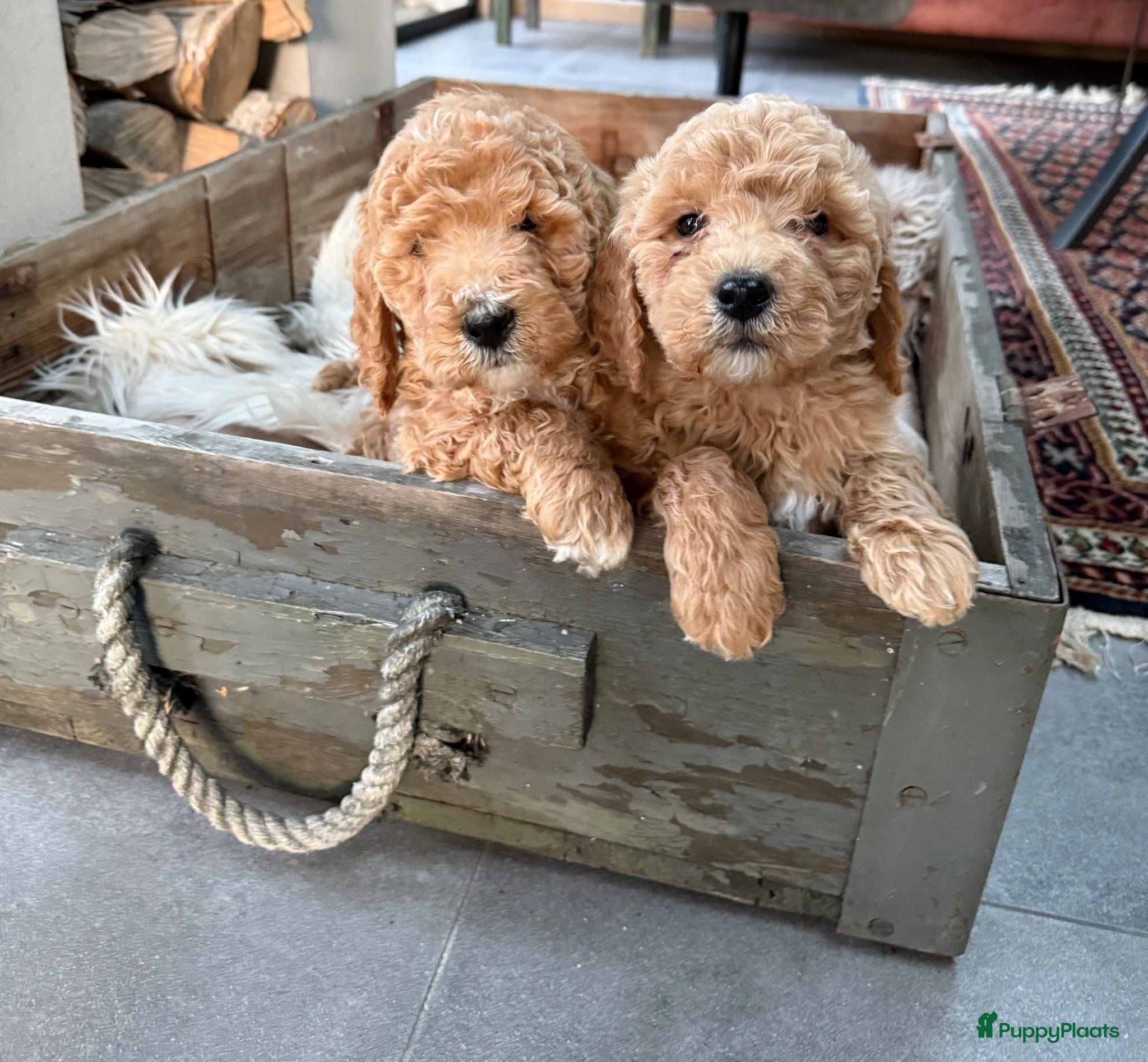 Labradoodle honden Labradoodle  - Advertentie 5