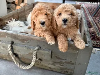 Labradoodle honden Labradoodle - Advertentie 5