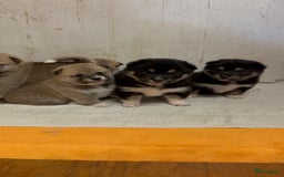 Shiba honden te koop: Shiba inu in Genk - Afbeelding 11