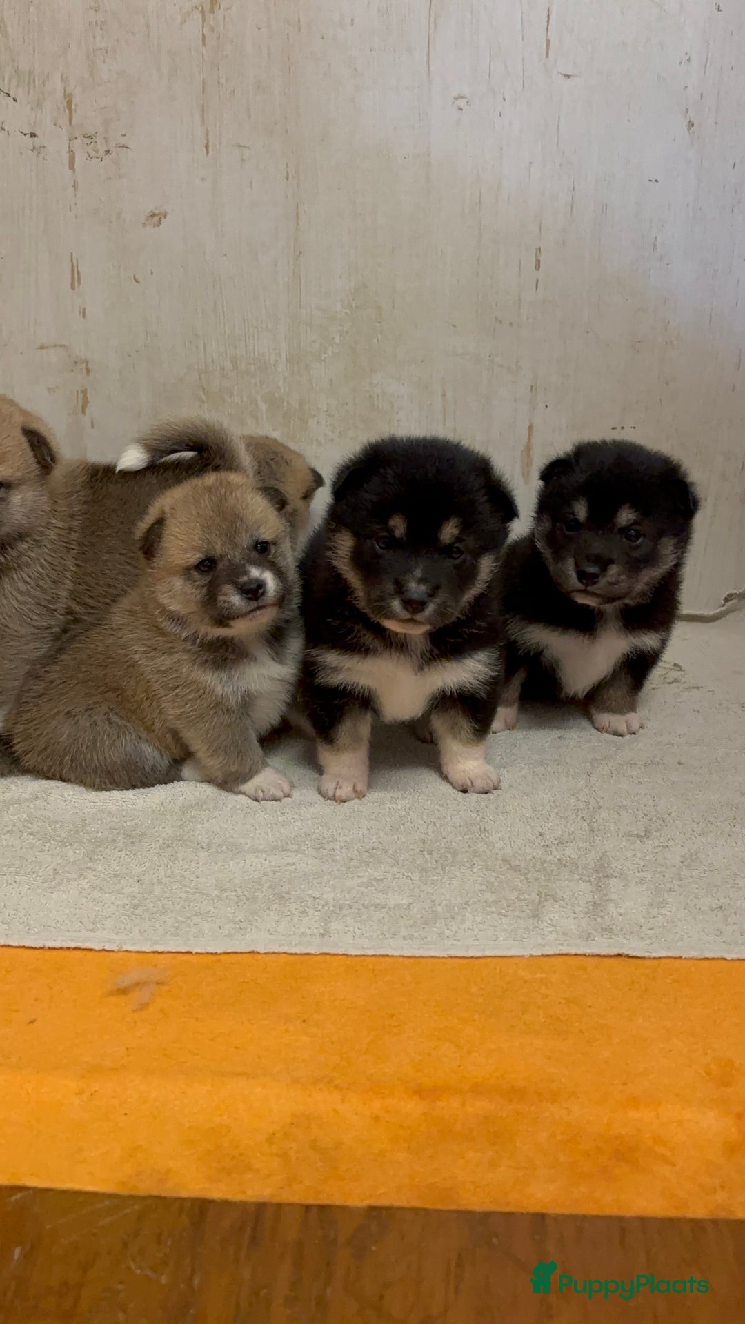 Shiba honden te koop: Shiba inu in Genk - Afbeelding 11