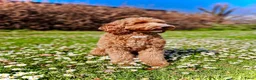 Australian Labradoodle honden te koop: 🐾 PUPPY’S VERWACHT VAN SUUS & BILLY 🐾 - Advertentie 6