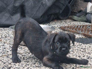 Kruising honden Prachtige dwerg poedel kruising reutje laatste pup - Advertentie 10