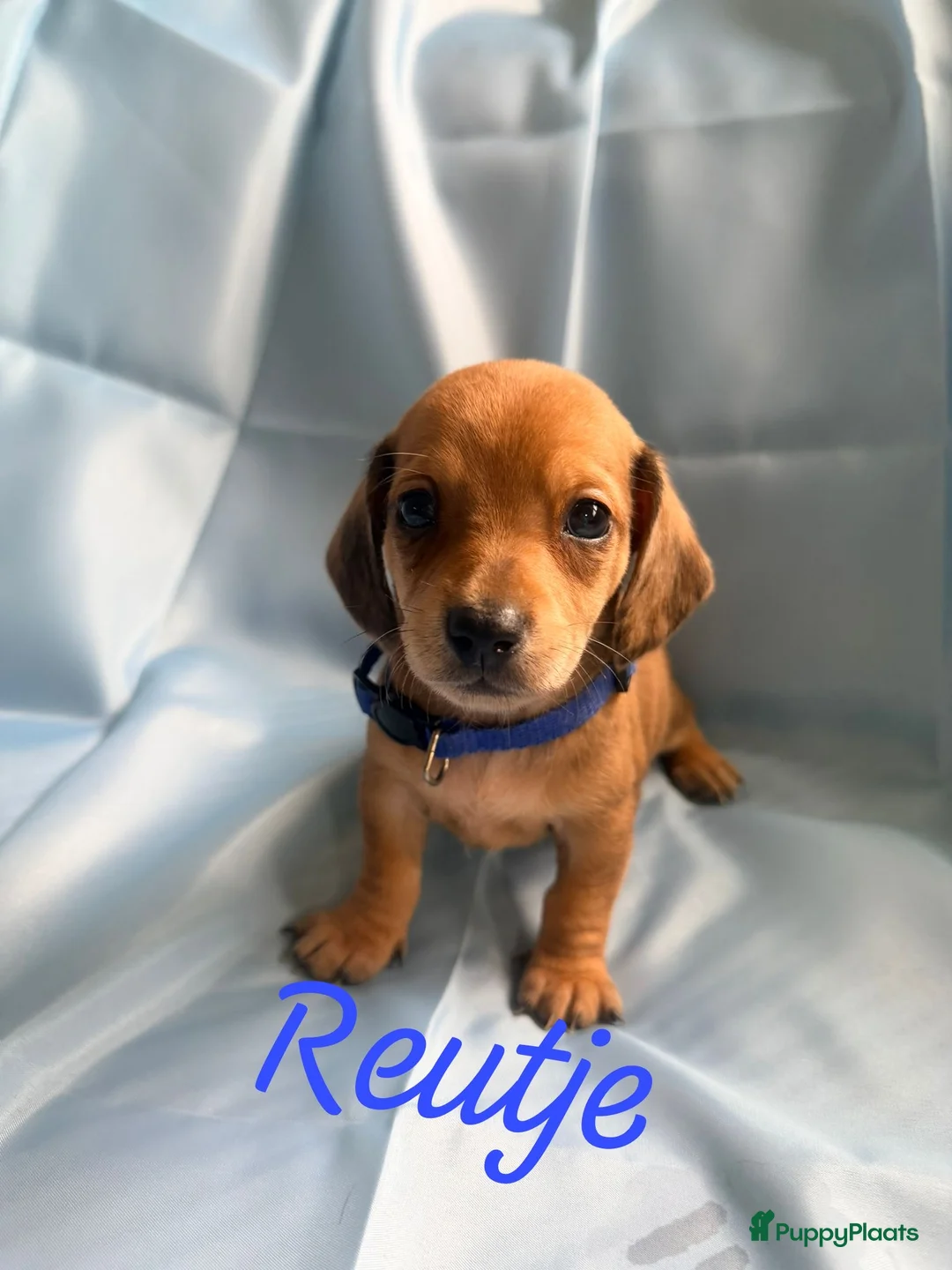 Kruising honden te koop: Prachtige teckel pups creme dragend - Advertentie 5