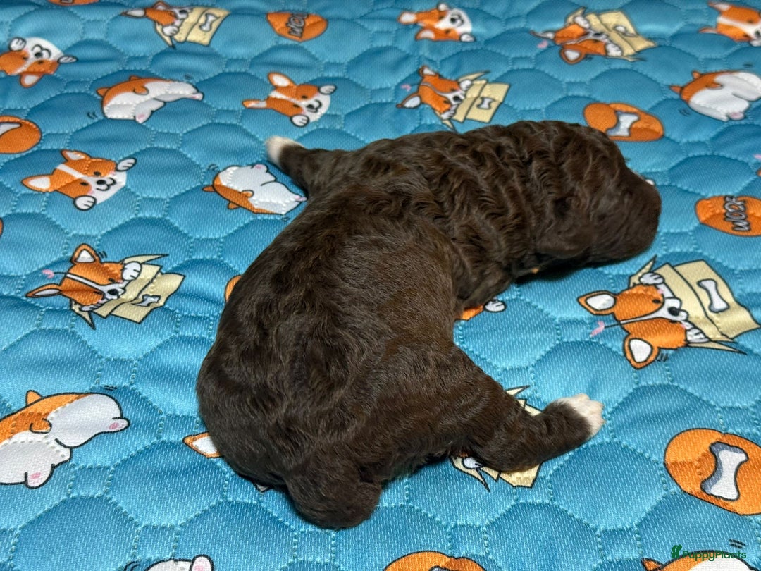 Spaanse Waterhond honden te koop: Spaanse Waterhond pups  - Advertentie 6