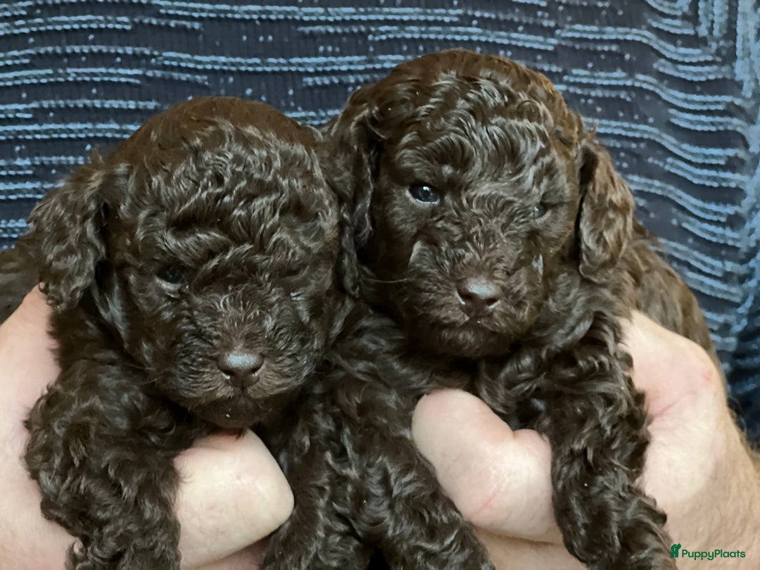 Poedel Toy honden te koop: Schitterende choco toypoedel pups uit merle moeder - Advertentie 7