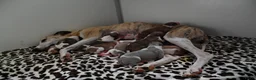 Whippet honden te koop: Whippetpupjes - Advertentie 10