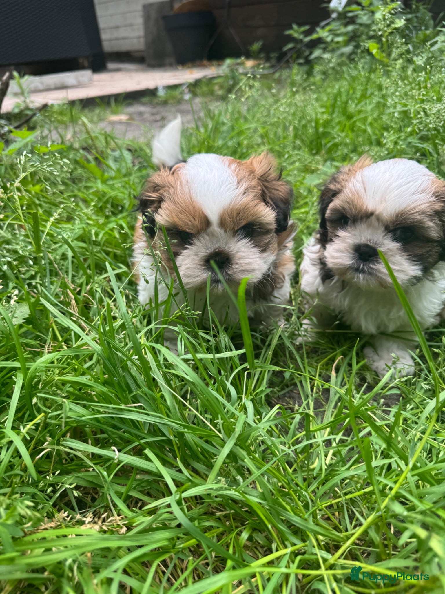 Shih Tzu honden drie raszuivere reutjes 7 weken oud 🐶 - Advertentie 1