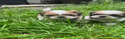 Shih Tzu honden te koop: drie raszuivere reutjes 7 weken oud 🐶 - Advertentie 1